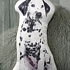 Dalmatian Cushion